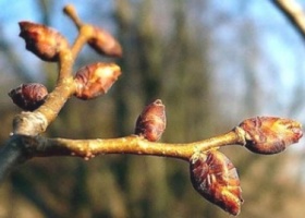 Пошкодження нирок у плодових дерев