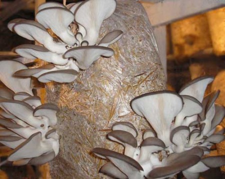 Які переваги у вирощуванні грибів глив на дачній ділянці