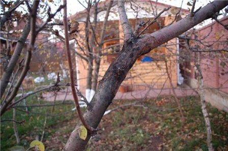 Чорний рак яблуні - небезпечне захворювання, здатне погубити дерево