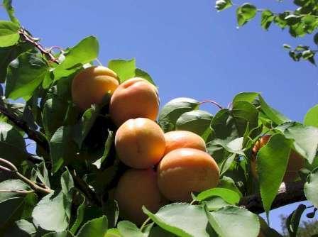 Вирощування абрикос
