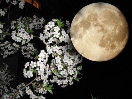 Квітень місяць для садівника і городника