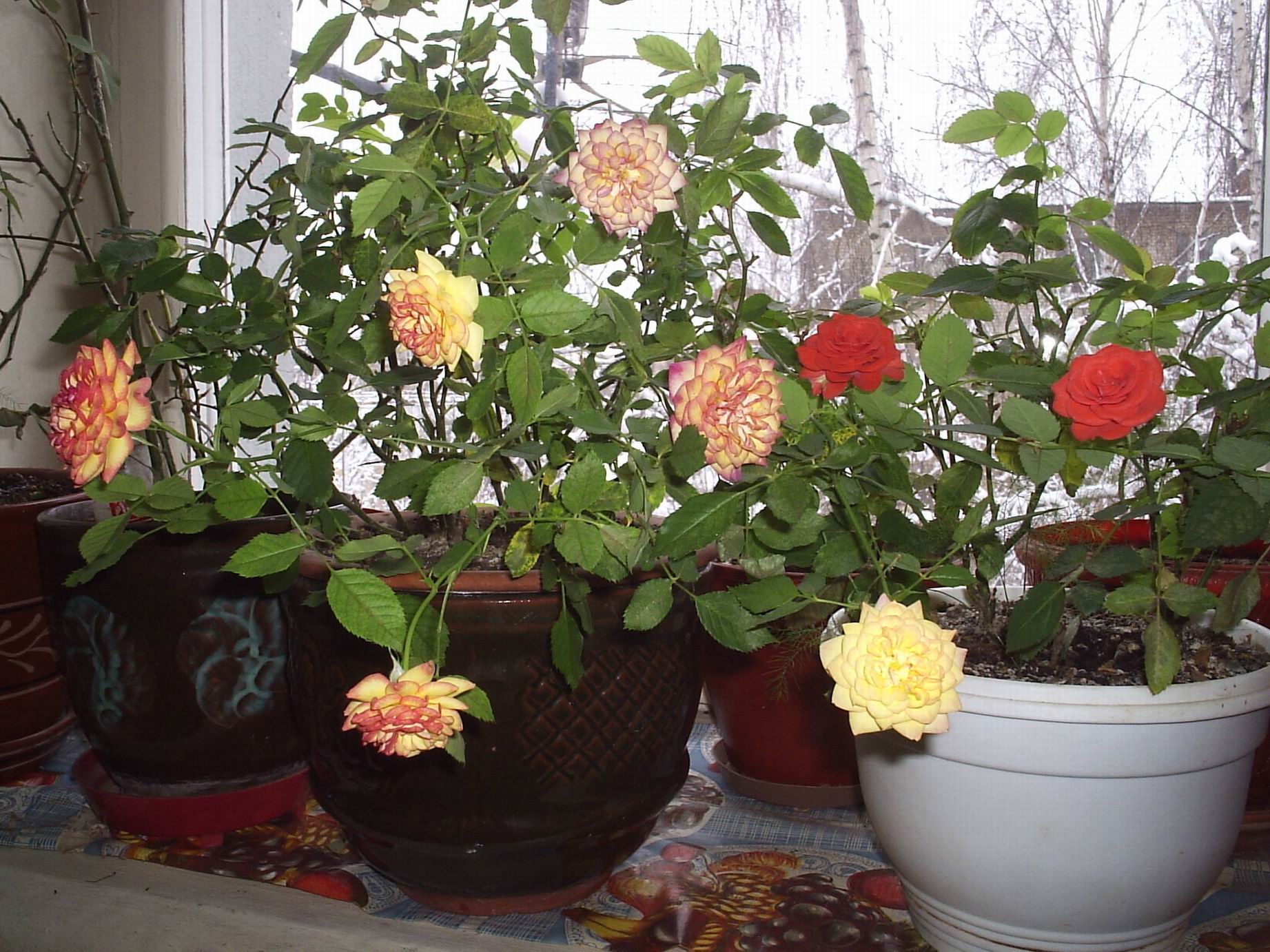 домашні троянди - посадка й догляд