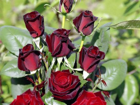 популярні сорти гібридних троянд для вирощування на дачі