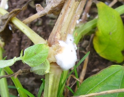 Біла гнилизна огірка: як швидко вилікувати рослину і врятувати урожай?