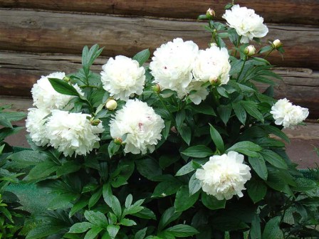 Білі півонії - прекрасні рослини для вашого саду