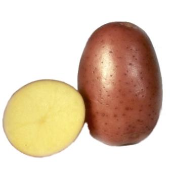 Сорт картоплі беллароза