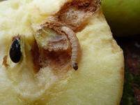 Хвороби та шкідники яблунь в саду