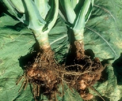 Кила - одне з найнебезпечніших захворювань капусти, що може позначитися на врожаї