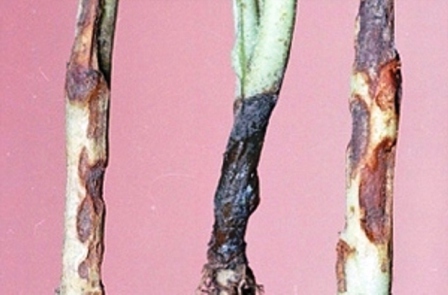 Чорна ніжка - класичне захворювання капусти на городі і в теплиці