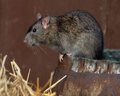 Боротьба з гризунами на дачі: як знищити щурів і мишей?