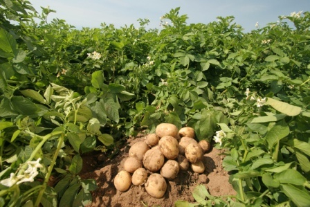 Посадка календули на картопляному полі підвищує шанси ефективної боротьби з шкідниками