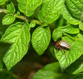 Як правильно труїти колорадського жука, щоб раз і назавжди вигнати його з городу?