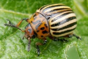 Ігнорування колорадського жука на ділянці загрожує серйозними втратами