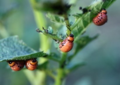 Як знищити колорадського жука і його личинок господарським милом і золою?