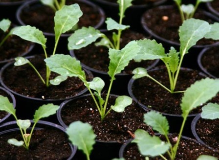 Щоб стати економним дачником, можна почати навіть з самостійного вирощування розсади для городу