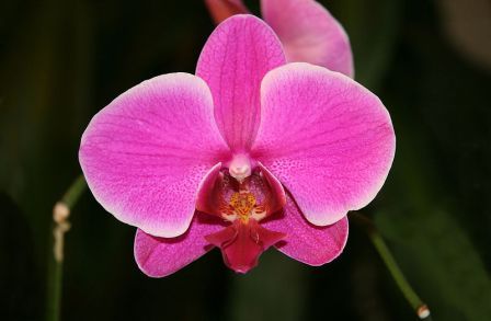 Квітка Орхідеї Фаленопсис