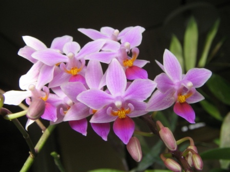 Гілочка орхідеї фаленопсис