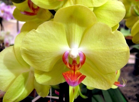 Жовта різновид орхідеї фаленопсис