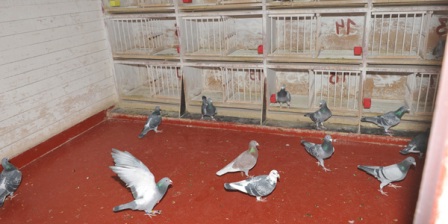 Хочете завести на дачі голубів? Заздалегідь подумайте про будівництво голубники!