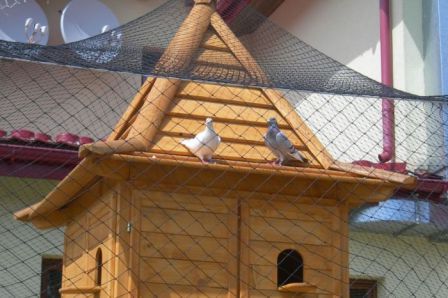 Як побудувати красивий і зручний будинок для голубів на дачі?
