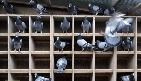 Внутрішнє облаштування голубники дуже важливо для птахів