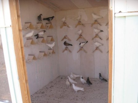 Дуже важливо, щоб усередині голубники були жердини, сідала, гнізда, а також спеціальні комунікації