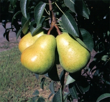 Літні сорти груш порадують вас ароматними плодами ще в теплий сезон
