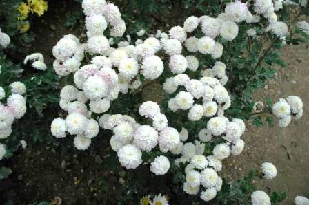 Білі хризантеми на ділянці