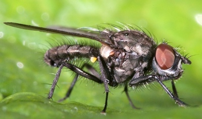Капустяна муха - серйозний ворог капусти на городі і в теплиці