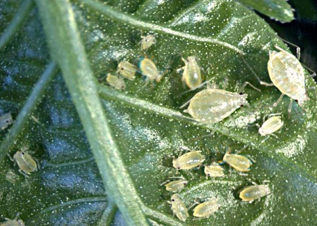 Капустяна попелиця може швидко знищити врожай капусти