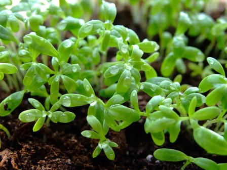 Вирощування крес-салату на дачі: посадка і догляд за рослиною