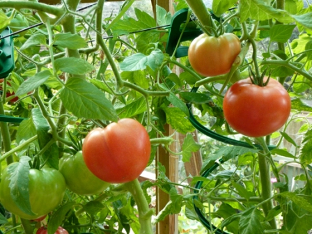 Для того щоб виростити у теплиці хороший урожай томатів, необхідно правильно підібрати сорт
