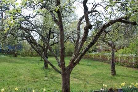Особливості обрізування старих плодових дерев мають дуже серйозне значення