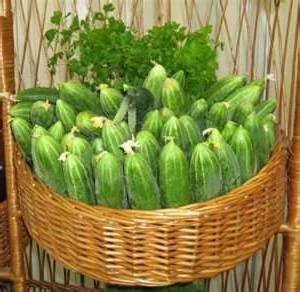 Як отримати на дачі багатий урожай огірків
