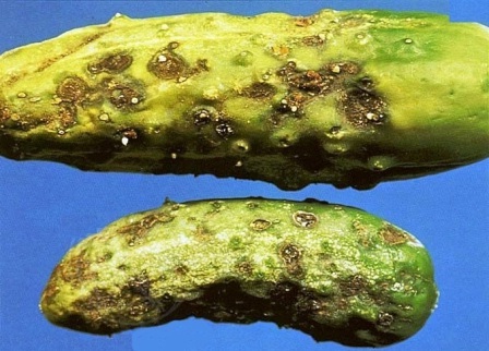 Кладоспориоз огірка - захворювання рослини, яке вражає плоди