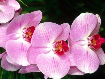 Для вирощування орхідей необхідно розуміти їх особливості