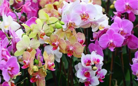 Як виростити орхідеї в домашніх умовах? З чого почати?