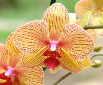 Як поливати орхідеї, чи потрібно їх обприскувати для підживлення та регулювання вологості?
