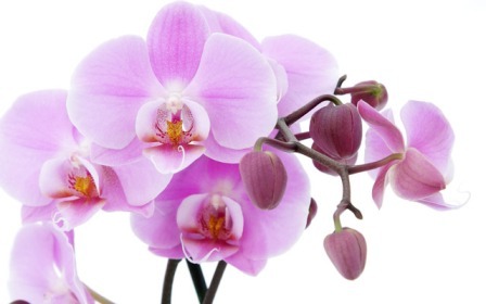 Розмножуємо орхідеї будинку, вибрати найбільш зручний і ефективний спосіб