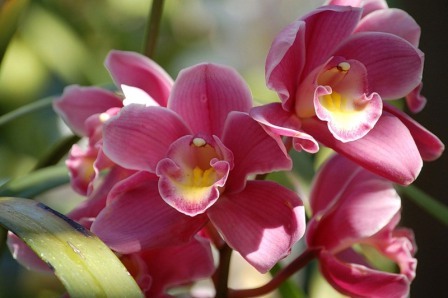 Розмноження орхідеї насіннєвим способом