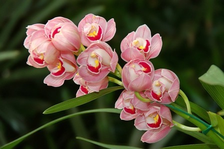 Як розмножувати або розсаджувати орхідеї пагонами, що 