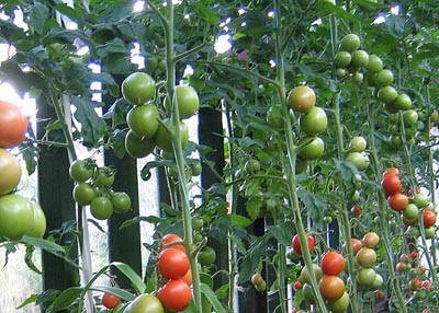 Якісний результат у вирощуванні томатів можливий тільки при дотриманні спеціальних правил