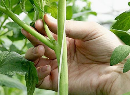 Правильне пасинкування допоможе збільшити урожай томатів