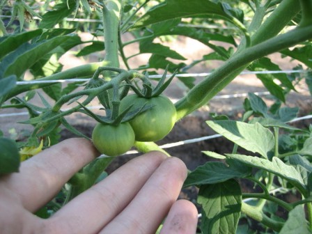 Формування кущів томатів - найважливіший етап у вирощуванні!