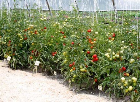 Своєчасне провітрювання теплиці допоможе виростити великі і соковиті томати