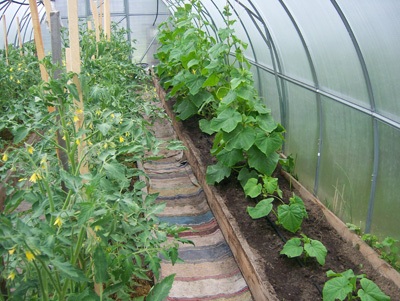 Не варто вирощувати в одній теплиці помідори і огірки одночасно