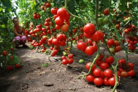 Перед вами хороші томати, вирощені без помилок