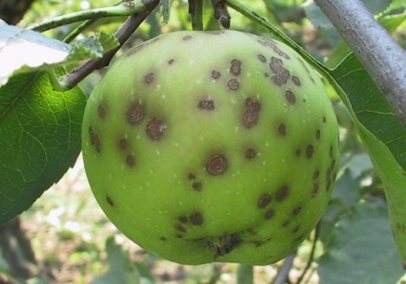 Парша яблунь - захворювання грибкового характеру