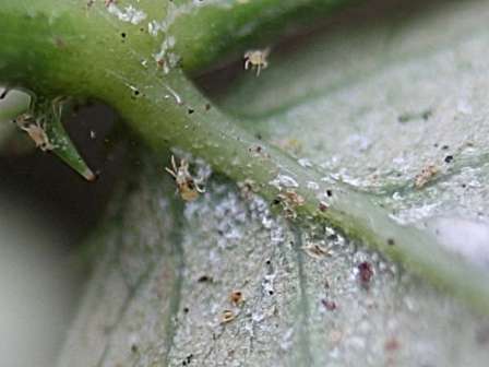 Що являє собою павутинний кліщ і якої шкоди він завдає рослинам на дачі?