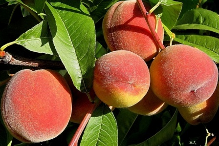 Можна пересадити дорослий персик посеред літа?